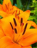 flor de lírio laranja