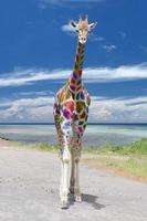 girafa isolada vindo até você no fundo do céu azul profundo foto