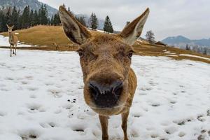 retrato de veado feminino enquanto olha para você foto