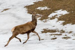 retrato de veado enquanto olha para você no fundo de neve foto