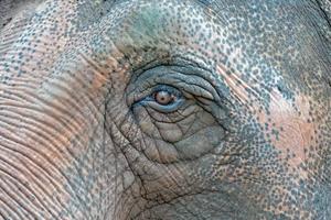 macro de detalhe de olho de elefante antigo foto