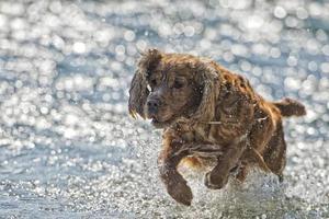 cachorro cachorrinho cocker spaniel brincando na água foto