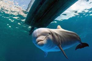 golfinho debaixo de um barco foto