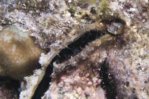 closeup de peixe goby foto