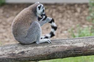 macaco lêmure mordendo o rabo foto