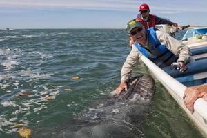 alfredo lopez mateos - méxico - 5 de fevereiro de 2015 - baleia cinzenta se aproximando de um barco foto