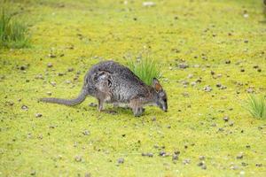 retrato de wallaby no fundo da grama verde foto