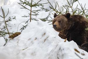 urso retrato na neve foto