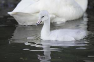 retrato de jovem cisne de cachorrinho isolado olhando para você foto