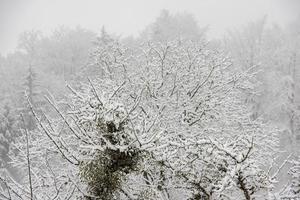 floresta enquanto neva no inverno foto