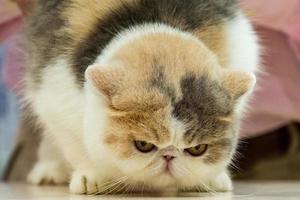 gato mal-humorado fechar retrato foto
