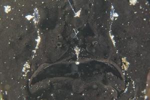 um detalhe de boca de peixe sapo preto em cebu filipinas foto