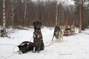 trenó com cachorro de trenó na lapônia no inverno foto