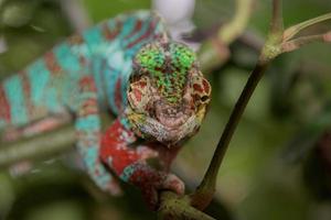 chamaleon de madagascar em um fundo de árvore foto