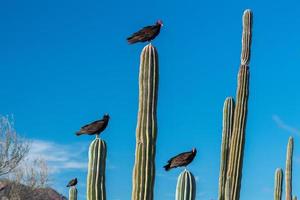 zopilote abutre urubu pássaro em baja califórnia foto