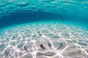 arraia escondida na areia na polinésia francesa foto