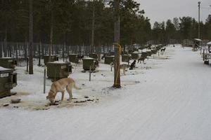 trenó com cachorro de trenó na lapônia no inverno foto