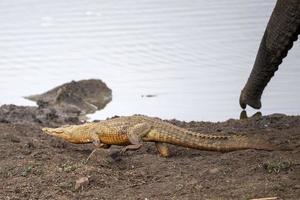 crocodilo na piscina no parque kruger na áfrica do sul foto