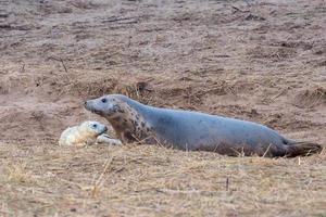 filhote de foca cinza enquanto relaxa na praia na grã-bretanha foto