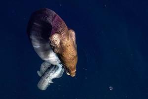 retrato de enguia mooray nas maldivas foto