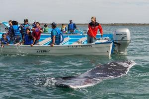 alfredo lopez mateos - méxico - 5 de fevereiro de 2015 - baleia cinzenta se aproximando de um barco foto