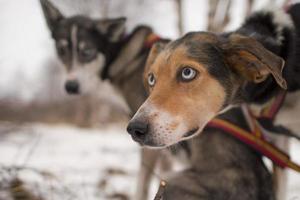 trenó com cachorro de trenó na lapônia no inverno foto