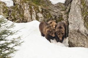 urso pardo retrato de família pardo na neve foto