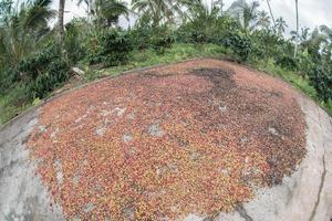 sementes de café maduras colhidas da indonésia ilha de bali foto