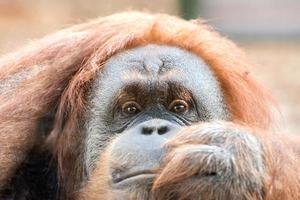 macaco orangotango close-up retrato foto