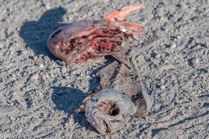 peixe morto no esqueleto de corpo de praia cheio de moscas foto