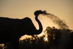 elefante asiático na floresta ao pôr do sol foto