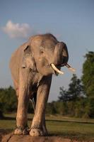 elefante asiático em surin, tailândia foto