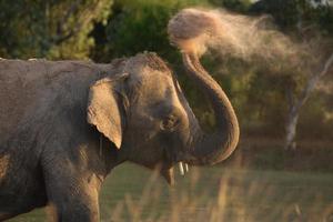 elefante toma banho de poeira foto