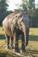 elefante asiático em surin, tailândia foto