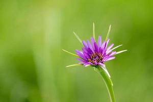 close-up de flor roxa salsify foto