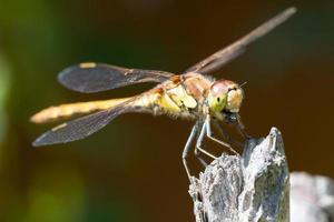 libélula comum do darter foto