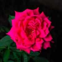 uma flor rosa vermelha floresce no jardim em um fundo desfocado. foto