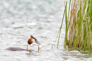 Mergulhão-de-crista pega comida para o rebanho foto