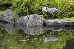 reflexão de água garça foto