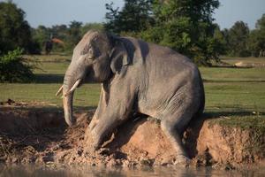 elefante tomando banho de lama foto