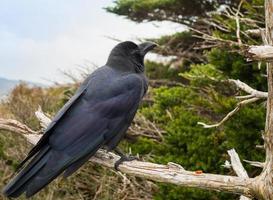 corvo preto no galho de árvore foto