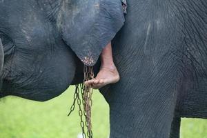 elefante asiático em surin, tailândia foto