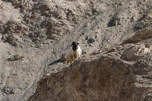 cabras na rocha na terra da lua lamayuru ladakh, índia foto