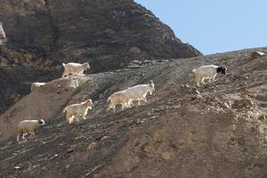 cabras na rocha na terra da lua lamayuru ladakh, índia foto