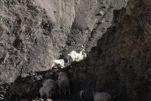 cabras na rocha na terra da lua lamayuru ladakh, índia foto