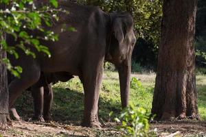 elefante asiático em surin, tailândia foto