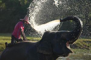 grande elefante tomando banho no rio e se borrifando com água, guiado por seu manipulador foto