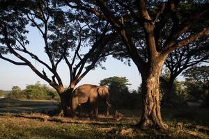 elefante asiático em surin, tailândia foto