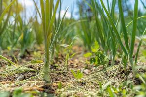 cebolas orgânicas em uma fazenda livre de pesticidas foto