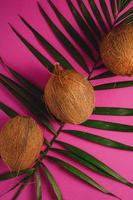 três cocos com folhas de palmeira no fundo liso roxo rosa vibrante